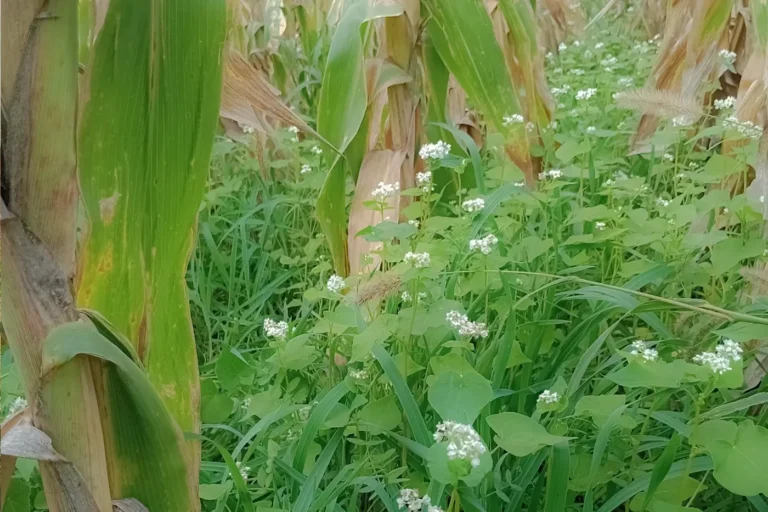 Cultivos de Cobertura