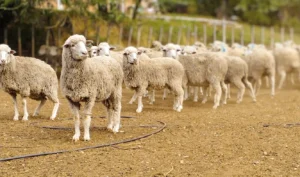 Curso de Rentabilidad Ovina