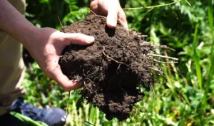 Agricultura Regenerativa