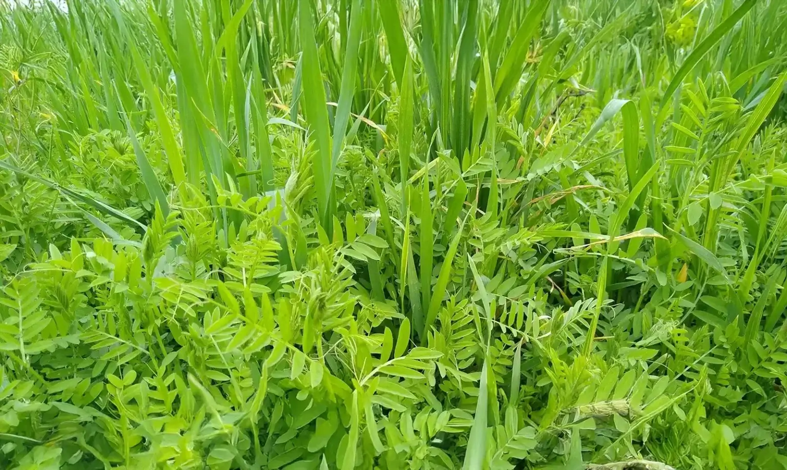 Introducción a la Agricultura Regenerativa