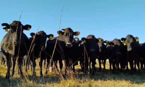 Curso de Lechería Regenerativa