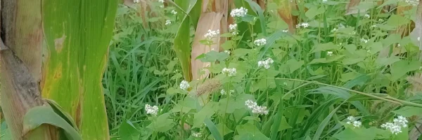 Cultivos de Cobertura